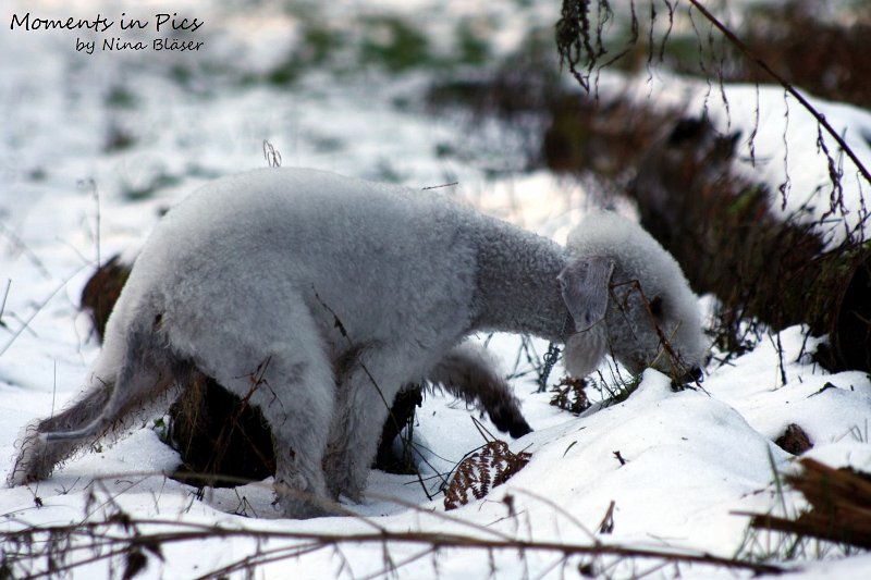 Airis Blue Volshebny Svet 2009-12-26 (25).JPG